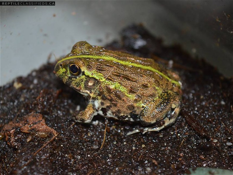 Pixie Frog/African Bull Frog (Pyxicephalus adspersus)