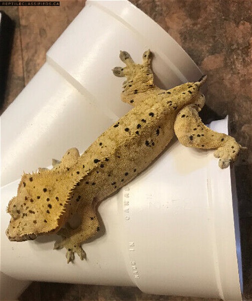 Proven breeder Dalmation Geckos 