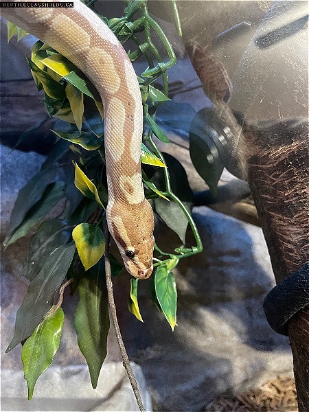 Proven breeder male banana ball python  - Reptile Classifieds Canada