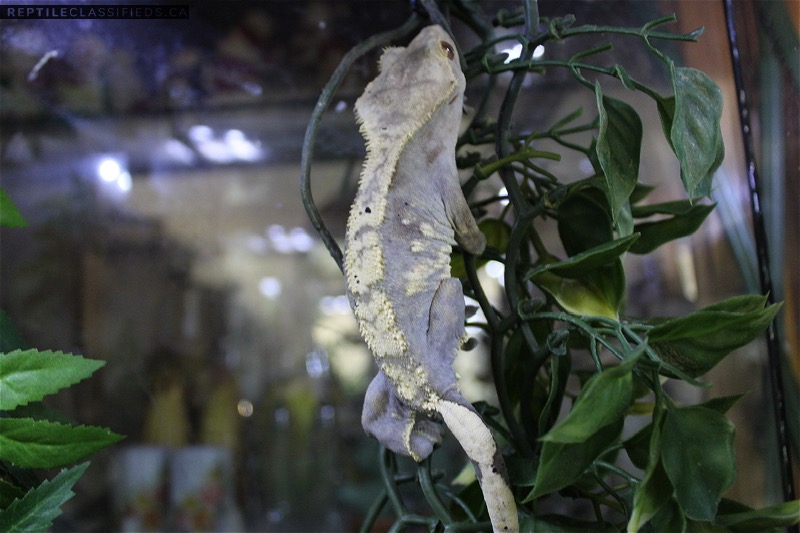 Proven Female Lavender cream harlequin crested gecko 