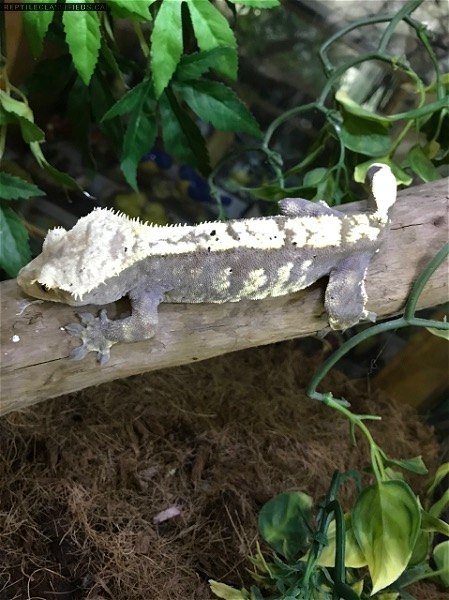 Proven Female Lavender cream harlequin crested gecko 