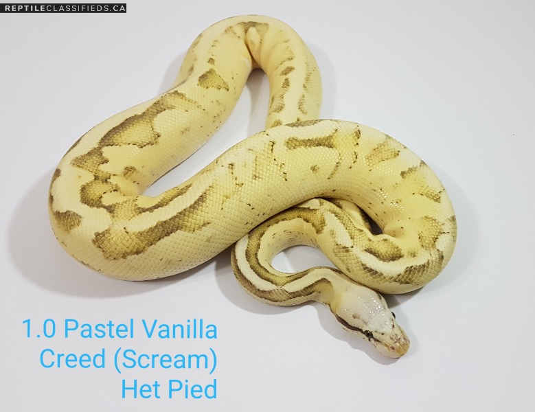 Proven Pastel Vanilla Creed (Scream) 100% Het Pied Male