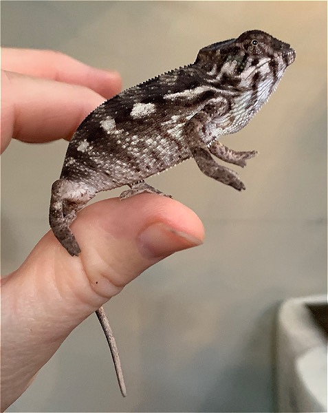 Quality Panther Chameleons Available Now! 