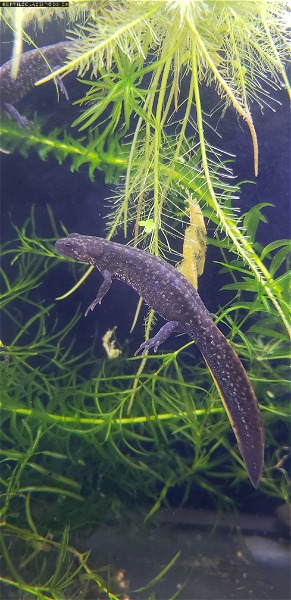 Rare Macedonian crested newts  - Reptile Classifieds Canada