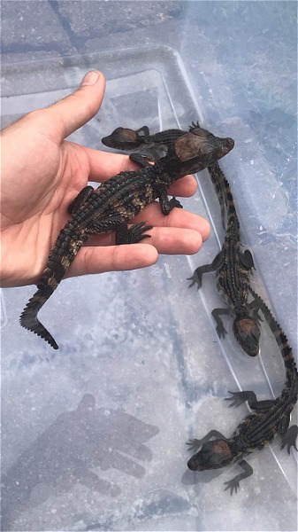 Baby Caimans (Cuvier's,  Spectacled,  Smooth Front) - Reptile Classifieds Canada