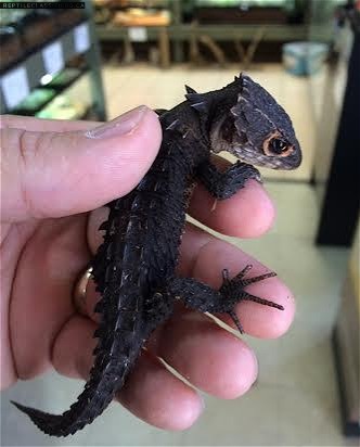 Red Eye Croc Skinks