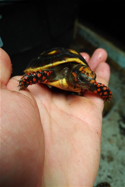 Red Foot Tortoises - Reptile Classifieds Canada