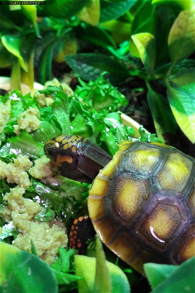 Red Foot Tortoises - Reptile Classifieds Canada