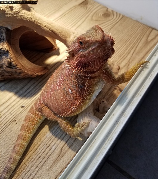 Red Hypo Male Bearded Dragon