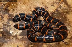 Red Tailed Pipe Snake