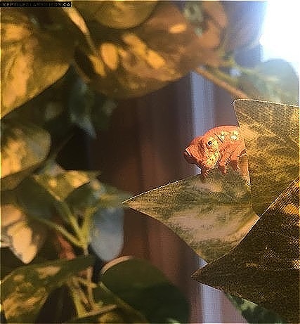 REDUCED PRICE - Baby Panther Chameleons for sale
