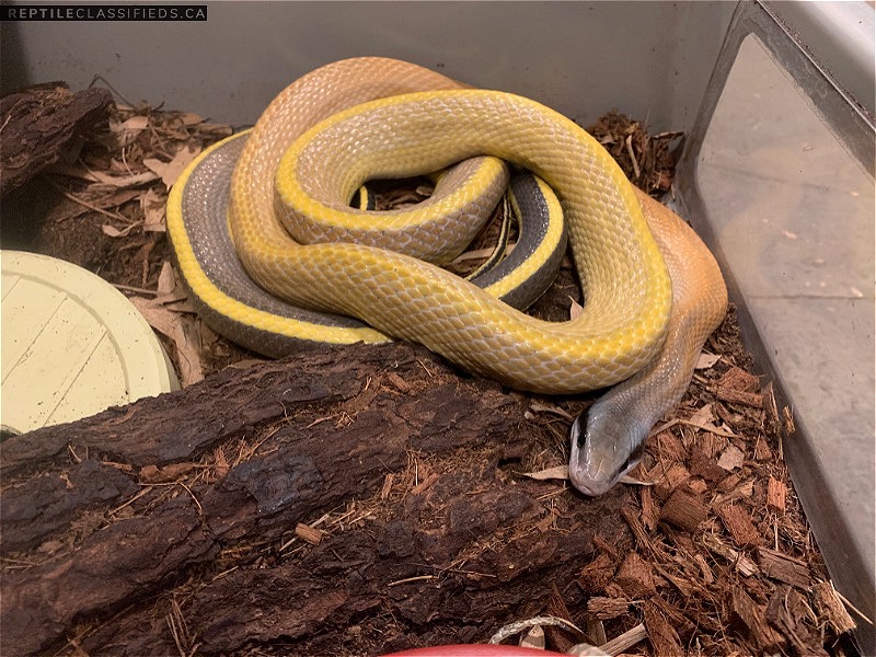 Ridley’s cave racer - Reptile Classifieds Canada