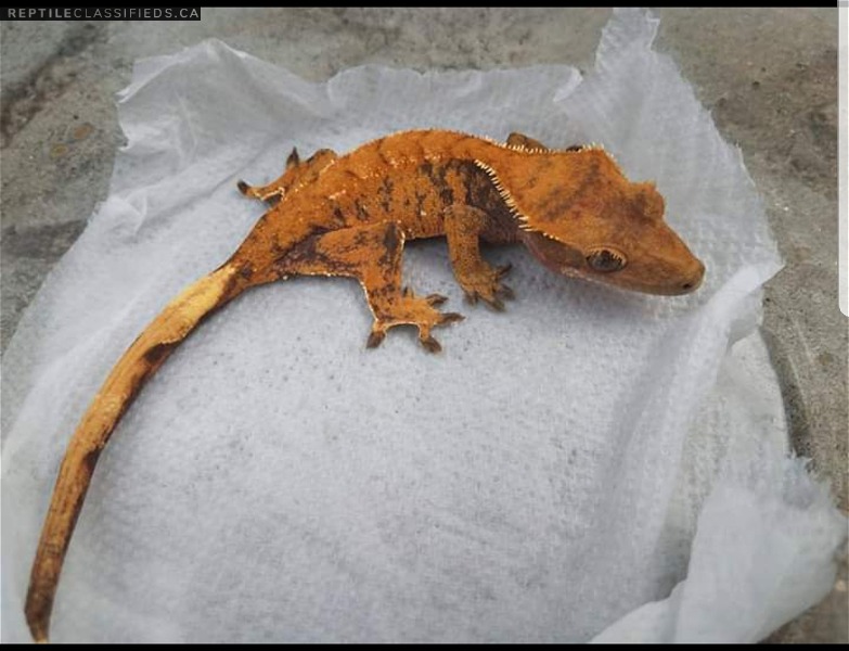 RTB Extreme Halloween female - Reptile Classifieds Canada