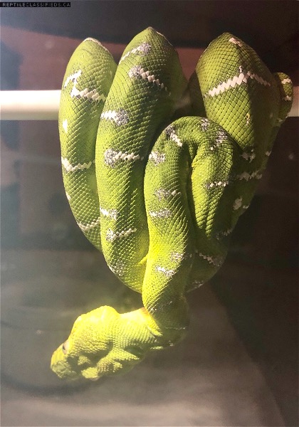 Sale on Captive Bred Emerald Tree Boas and Chondros