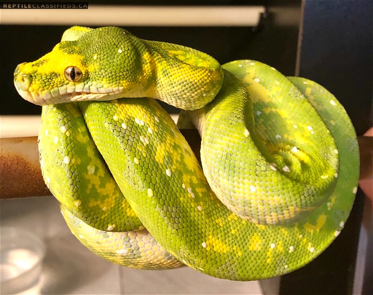 Sale on Captive Bred Emerald Tree Boas and Chondros