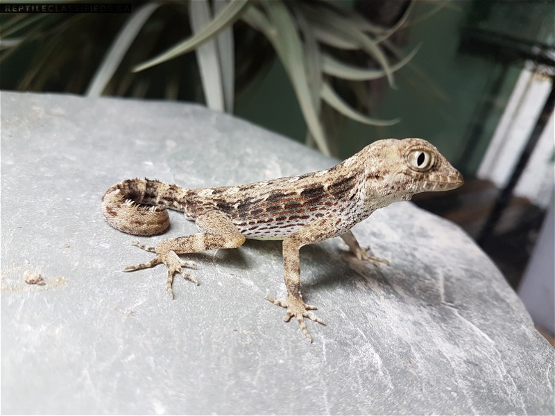 Scorpion Geckos
