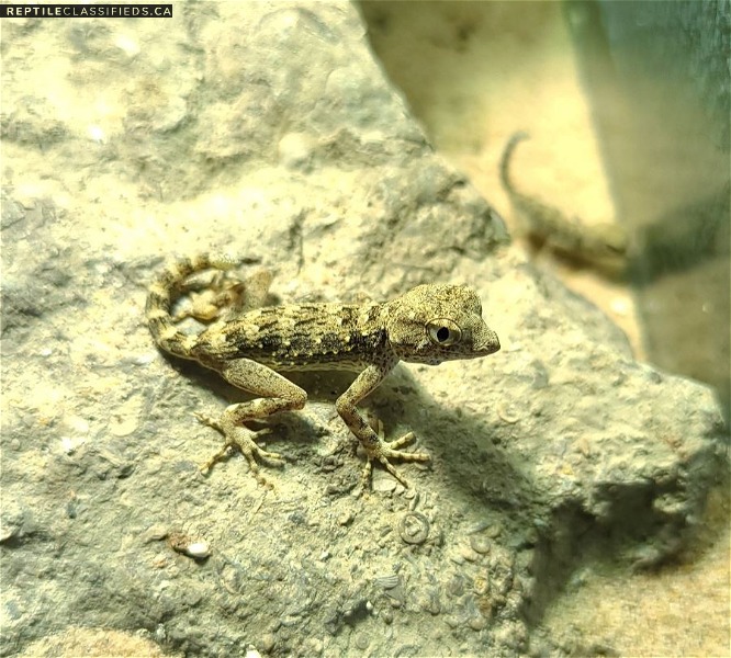 Scorpion Tailed Geckos