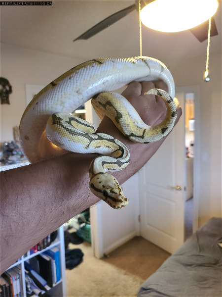 Selling my two ball pythons. Humblebee and Banana Mojave. - Reptile Classifieds Canada