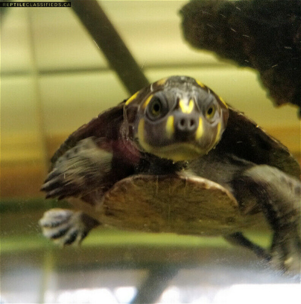 Selling Yellow Spotted River turtle