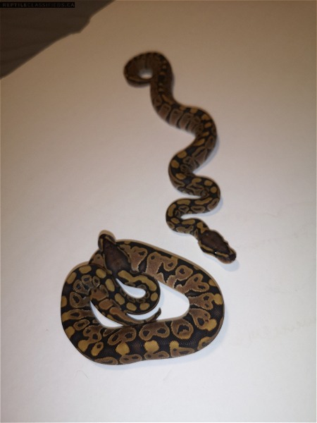 Sisters ! Two Pastel Ghosts - Reptile Classifieds Canada