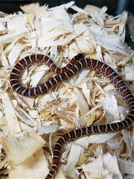Sonoran Mountain King Snake - Reptile Classifieds Canada