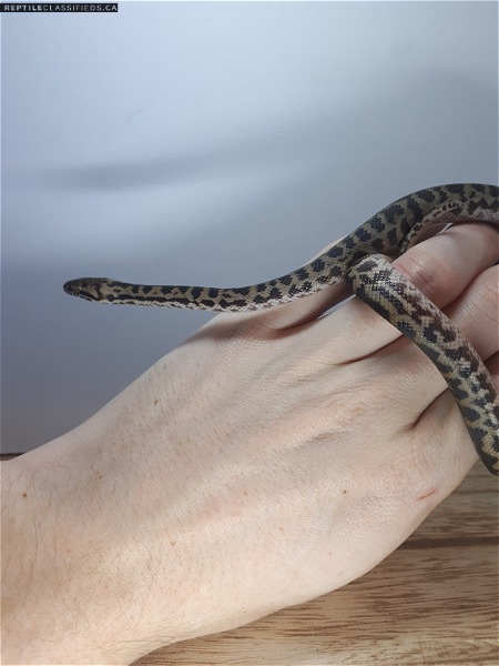 Spotted pythons - Reptile Classifieds Canada