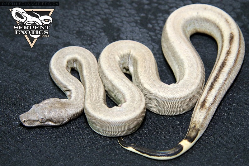 Sterling pos Het-VPI 66% - Reptile Classifieds Canada