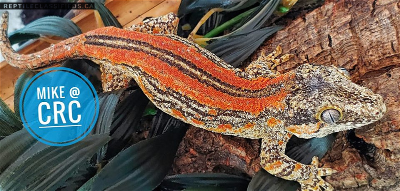 Super RedStripe Marble Sided Gargoyle Gecko (former breeder)