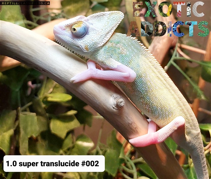 Super translucent chameleon 