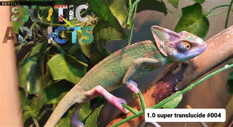 Super translucent chameleon 