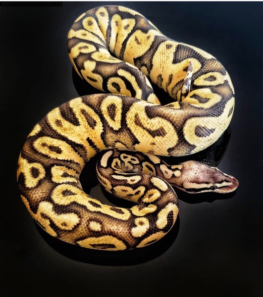 Superfly 100% het pied ball python!  - Reptile Classifieds Canada
