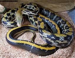 Taiwan Beauty Snake - Reptile Classifieds Canada