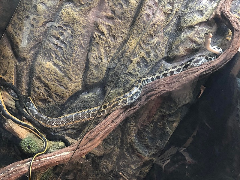 Female Taiwanese Beauty Snake