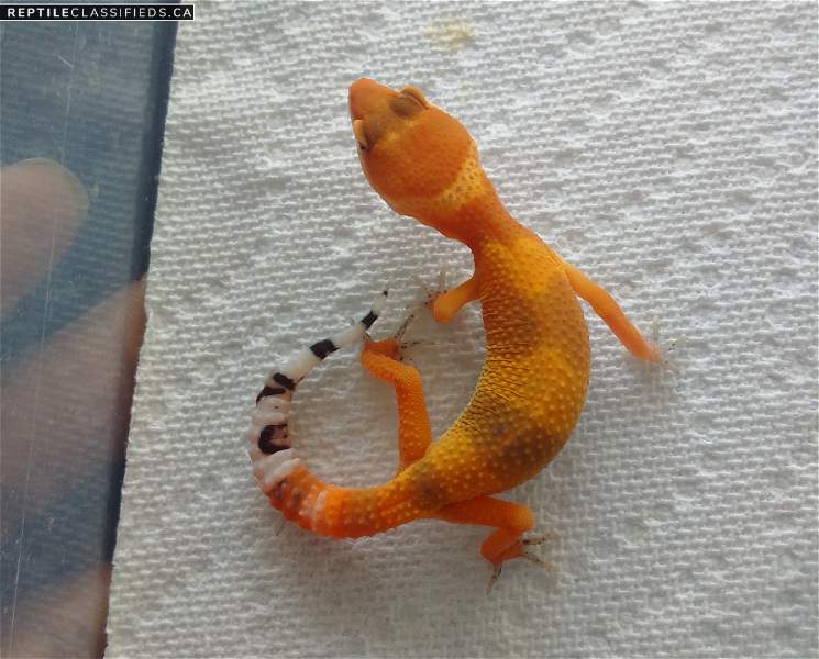 Tangerine leopard geckos carrot tails 