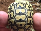  Baby leopard tortoises 