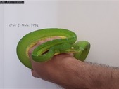 1.1 Green Tree Pythons