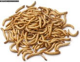 10,000 Mealworms