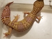 2 adult female leopard geckos