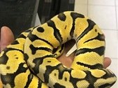 2 ball python morphs & rack system CHEAP