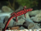 2 Chinese Fire Bellied Newts