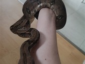 2 Year Old Red Tailed Boa For Sale or Trade