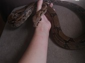2 Year Old Red Tailed Boa For Sale or Trade