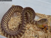 SOLD 2017 Woma pair
