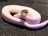 2019 hatchling ball pythons