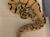 2020 hatchlings and available ball pythons 