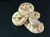 2021 Baby ball Pythons available