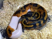 2021 Female Pied possible Enchi