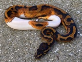 2021 Female Pied possible Enchi