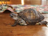 4 toed box turtle with enclosure