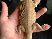 6 month old male Bearded Dragon (Wits)